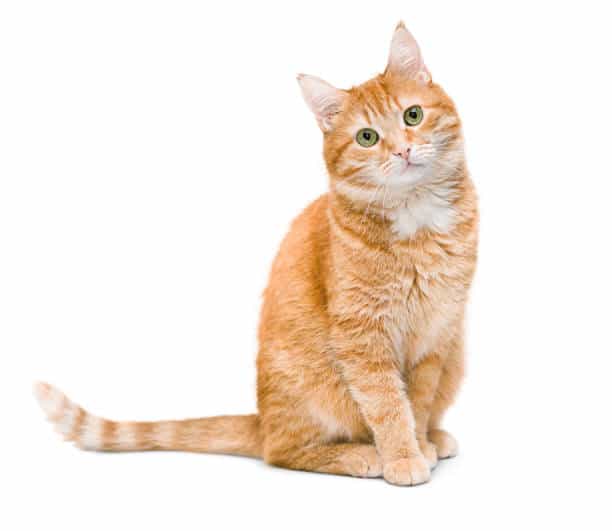 Hewan lucu dan menggemaskan kucing. (Foto;Pixabay)