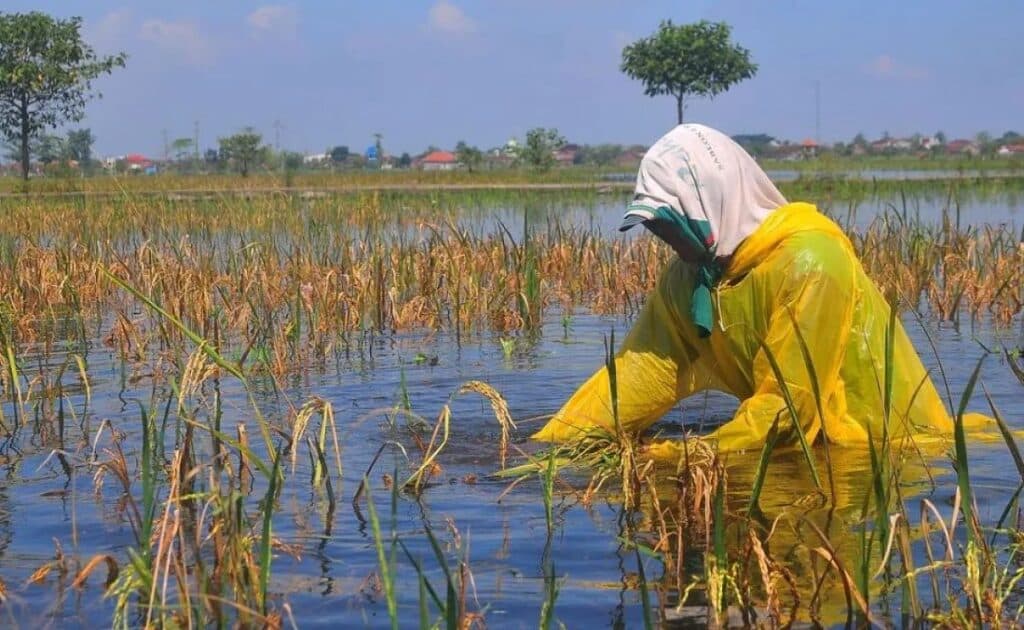 Curah Hujan Tinggi Banjiri Sawah di Tanahlaut, Ribuan Hektare Terendam
