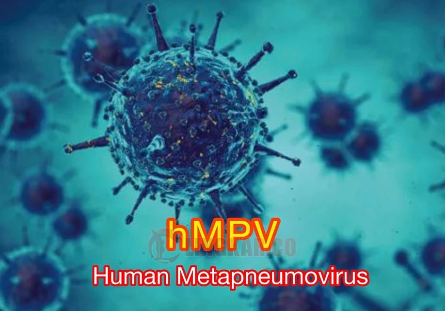 virus hmpv