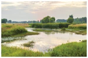 Mengapa Lahan Basah Penting? Refleksi di Hari Lahan Basah Sedunia