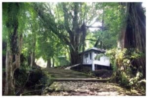 Leuweung Sancang, Destinasi Wisata Edukasi yang Kaya Flora dan Fauna