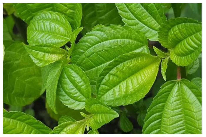 Benarkah Daun Sintrong Bisa Mengatasi Malaria dan Diabetes? Ini Penjelasannya