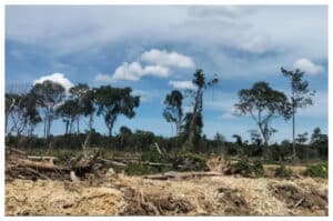 Deforestasi Mengancam! DPR dan Walhi Soroti Kebijakan Pembukaan Hutan untuk Pangan dan Energi