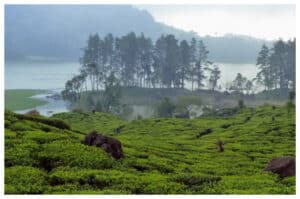 Liburan ke Danau Patenggang: Menyatu dengan Alam di Tengah Perkebunan Teh