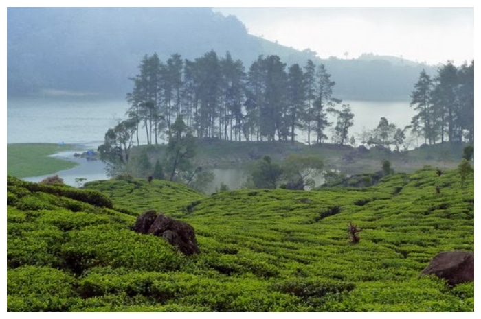 Liburan ke Danau Patenggang: Menyatu dengan Alam di Tengah Perkebunan Teh