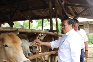 Kendalikan PMK, Kementan Terus Genjot Vaksinasi PMK