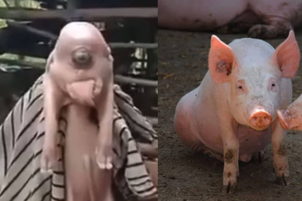 Anak Babi Mata Satu Bikin Geger, Tak Terkait Hal Mistis