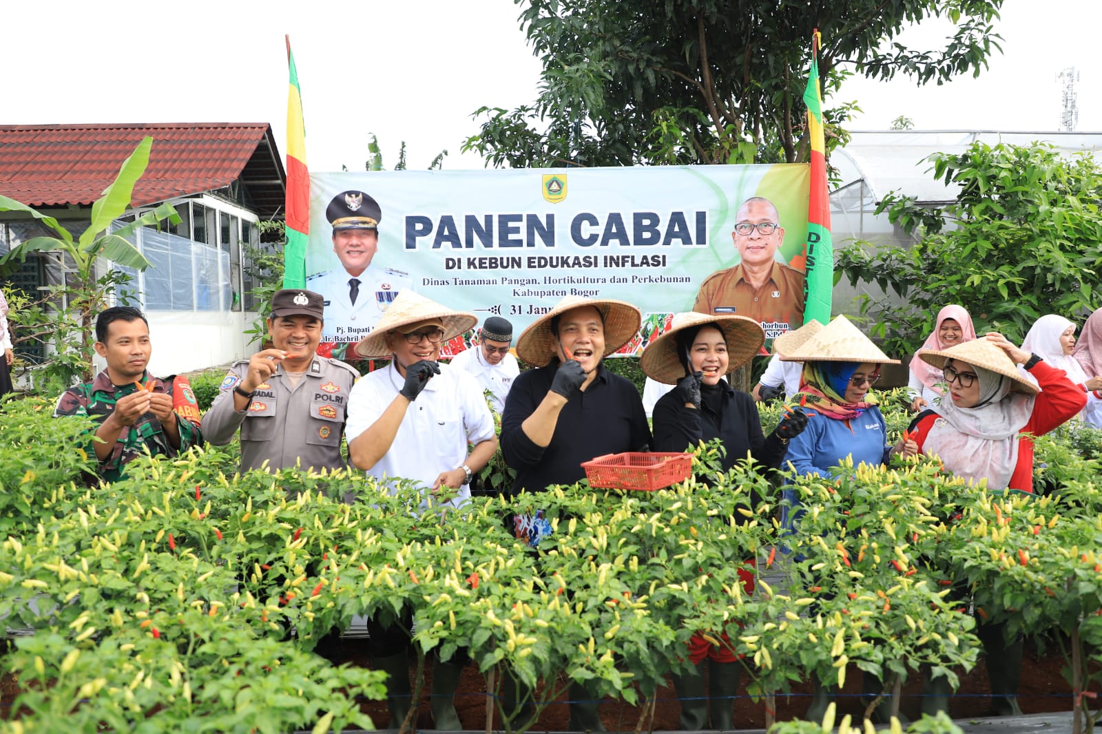 Panen cabai di halaman Kantor Distanhorbun Kabupaten Bogor (KIS/NICKO)