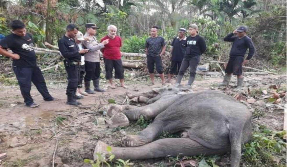 gajah liar mati