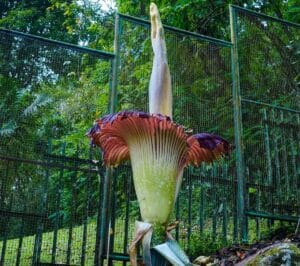 Bunga Bangkai Sedang Mekar di Kebun Raya Cibodas