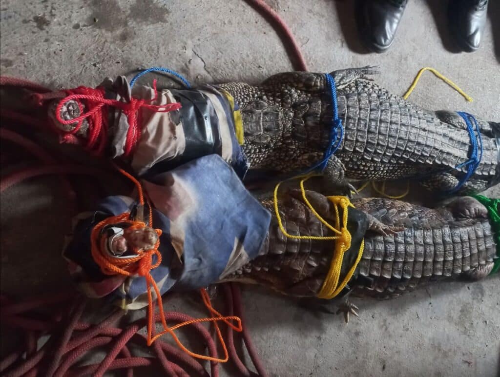 Ditinggal Pemilik yang Meninggal, Dua Buaya Muara di Bintara Dievakuasi