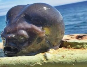 Ngeri ! Nelayan Terkejut Setelah Menangkap Hewan Laut ‘Alien’ yang Membingungkan dari Kedalaman Laut