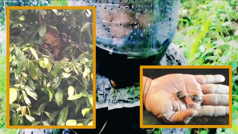 Tidak Bisa Bayangkan Warga Magetan Dikeroyok Ribuan Tawon, Hingga Menemui Ajalnya