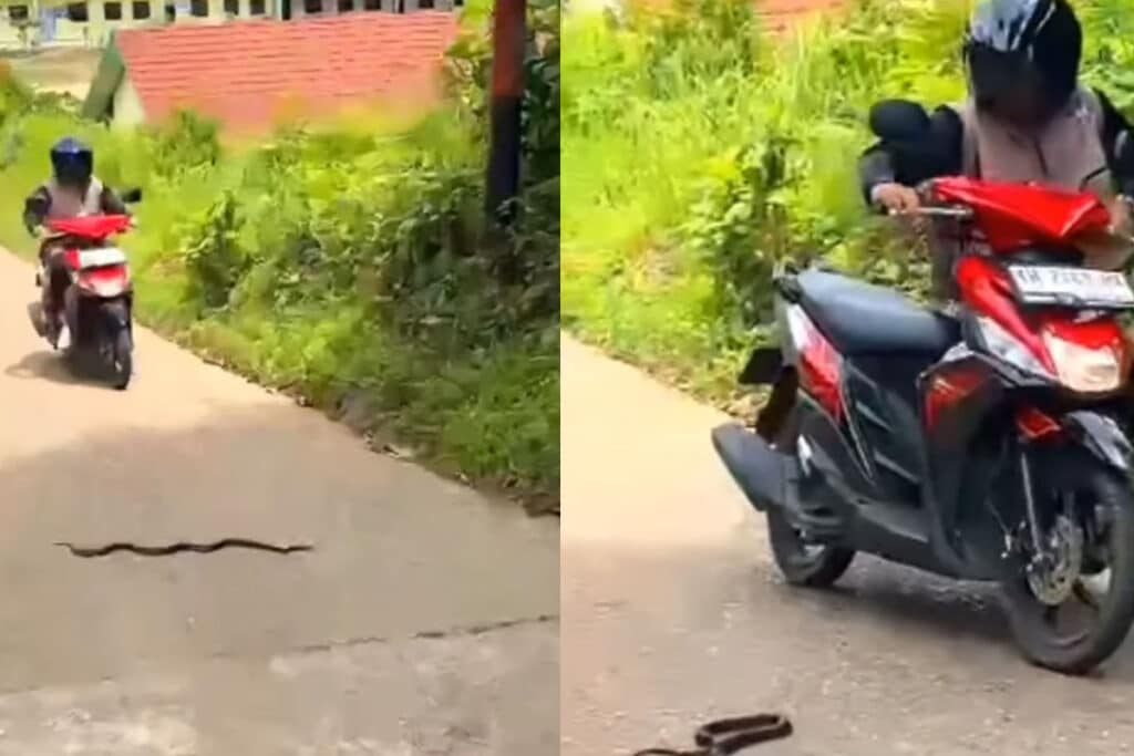Tak Ingin Lindas Ular Lewat, Wanita Pengendara Sepeda Motor Alami Hal Ini