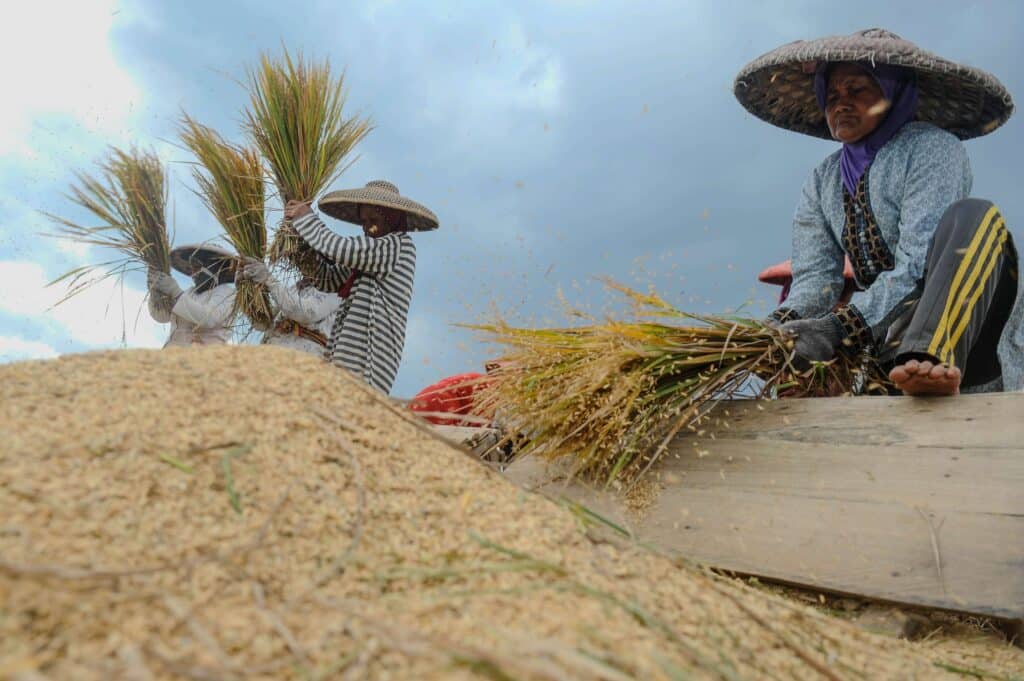 Harga Gabah di Pandeglang Cuma Rp  5.500/Kg Padahal HPP Rp 6.500/Kg
