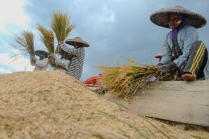 Harga Gabah di Pandeglang Cuma Rp  5.500/Kg Padahal HPP Rp 6.500/Kg