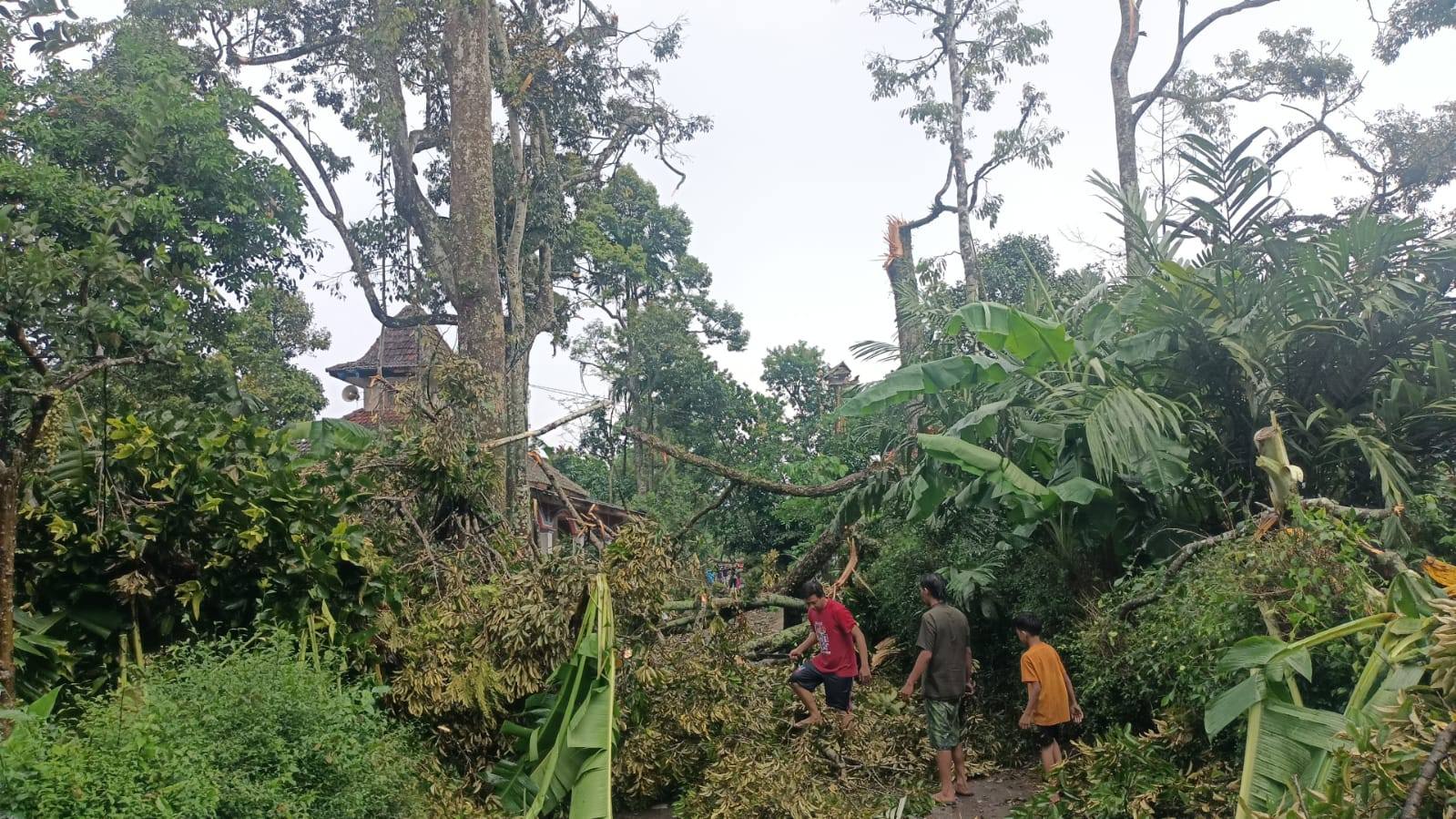 Bencana Angin Puting Beliung di Jember (Facebook/Tyan Bianconneri)