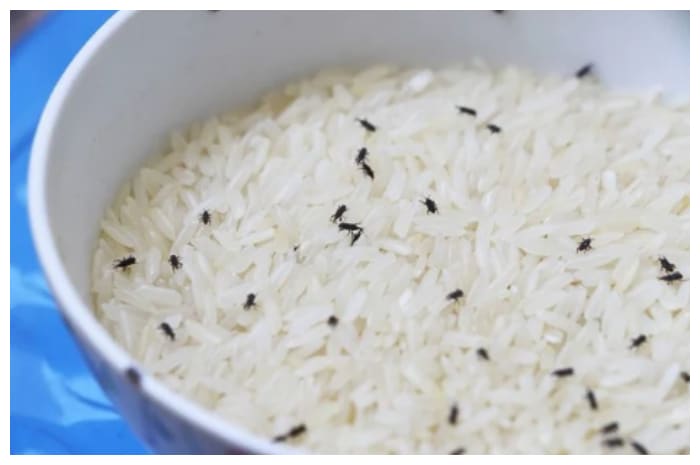 DPR Soroti Beras Impor Berkutu, Johan Rosihan Desak Evaluasi Kebijakan