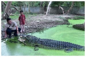 Wisata Menegangkan di Penangkaran Buaya, Destinasi Seru di Kabupaten Subang