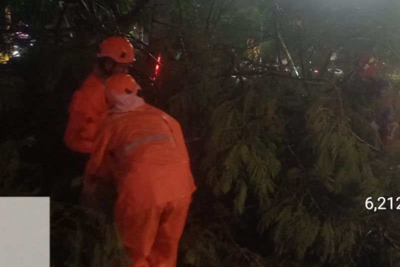 Belasan Pohon di Jakarta Tumbang, 2 Orang Jadi Korban dan 2 Mobil Rusak Berat