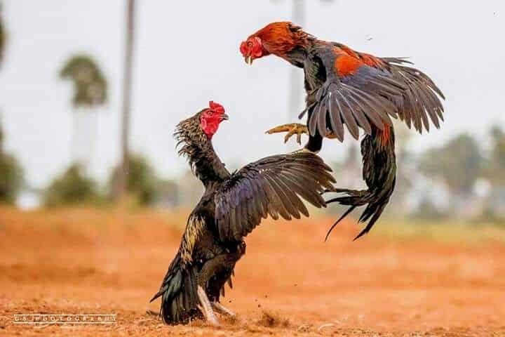 Makanan untuk Memperpanjang Nafas Ayam Aduan