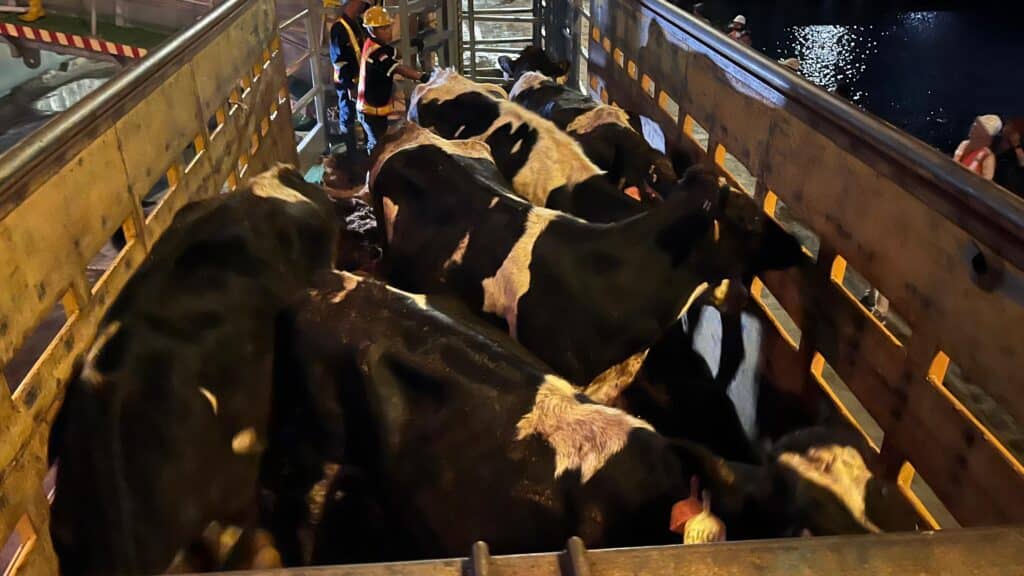 Tingkatkan Produksi Susu Segar, Indonesia Impor 1.250 Bibit Sapi Perah dari Australia