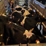 WhatsApp Image 2025 03 11 at 11.54.42