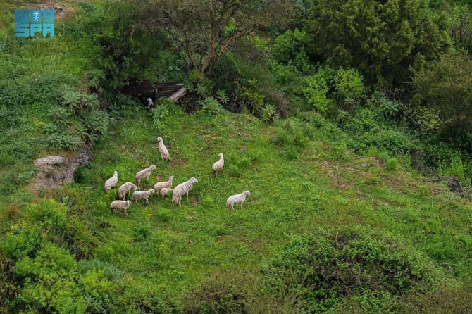 al baha