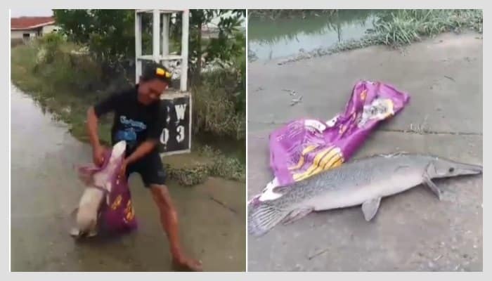 Video viral warga temukan ikan aligator sepanjang 1 meter (Instagram/mood.jakarta)