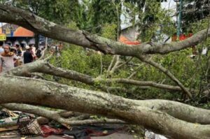 BPBD Catat Enam Pohon Tumbang di Jakarta, 6 Warga Luka
