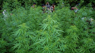 Ladang ganja yang ditemukan di Taman Nasional Bromo Tengger Semeru. (Ist)