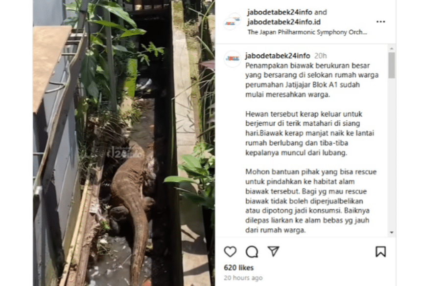 Video viral penampakan biawak berukuran besar (Instagram/jabodetabek24info)