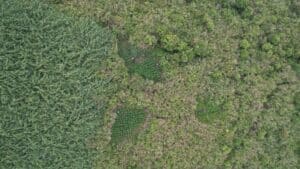 Penemuan Ladang Ganja di Taman Nasional Bromo Tengger Semeru, Siapa yang Menanam?