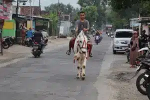 Heboh! Akbar Berburu Takjil di Ponorogo Naik Sapi Kesayangan