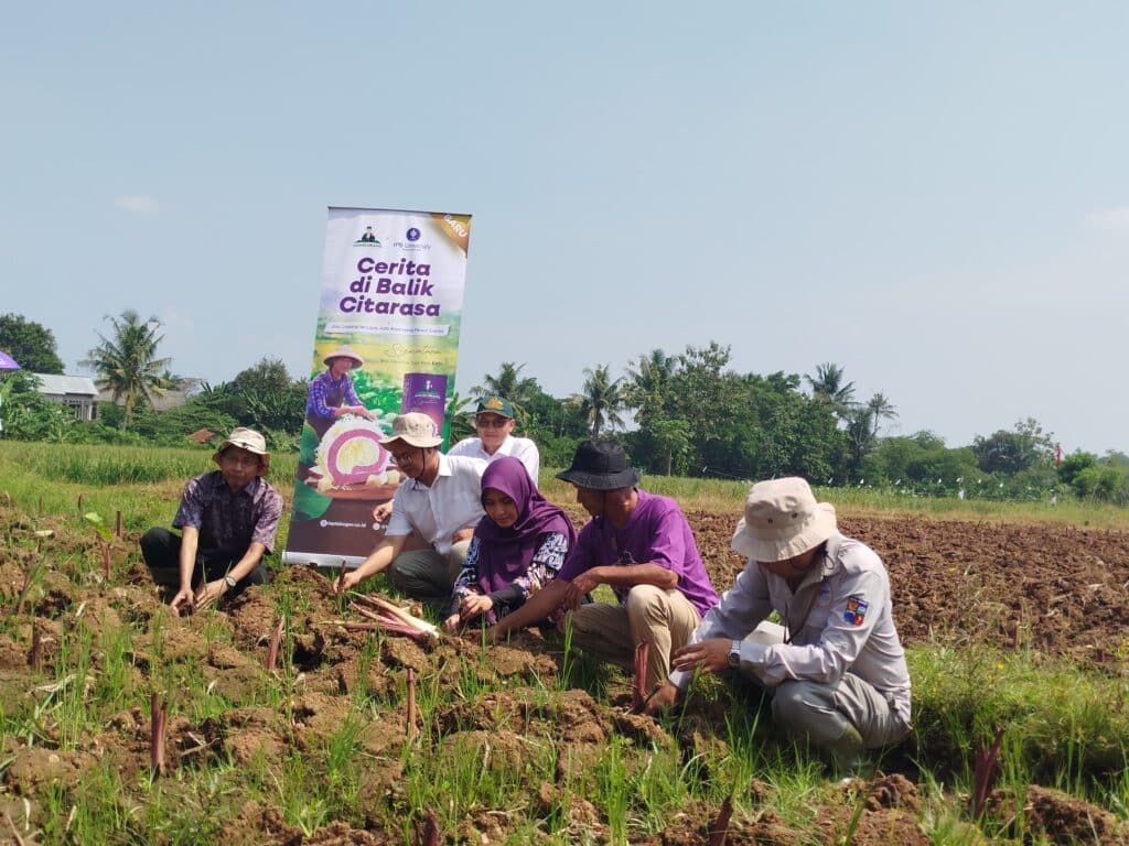 Dari Ladang ke Lapis, Petani Talas Bogor Dapat Sentuhan Akademik