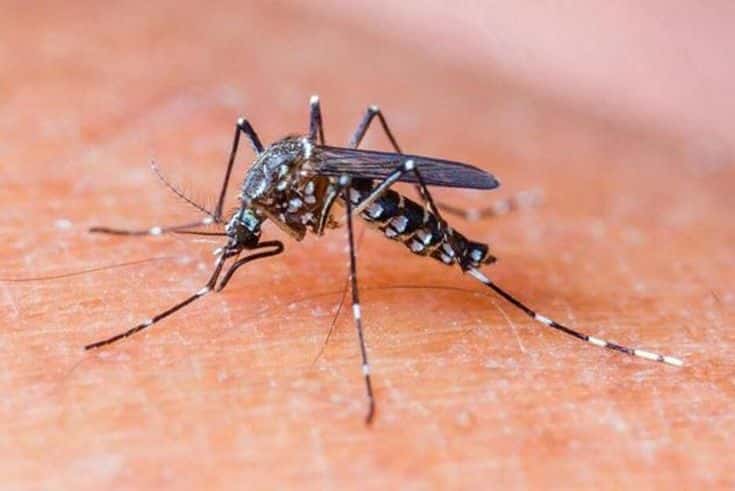 7 Minuman Terbaik untuk Membantu Pemulihan Demam Berdarah Secara Alami