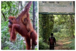 Pusat Rehabilitasi Bohorok: Melestarikan Orangutan di Alam Liar
