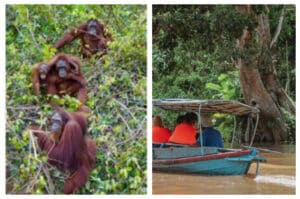 Pulau Kaja, Rumah Nyaman Orangutan di Tepi Sungai Rungan, Kalimantan
