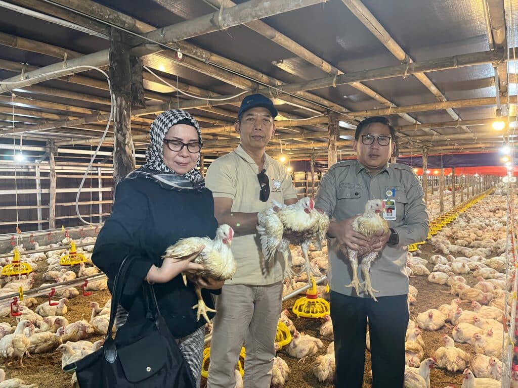 Kementan Pantau Penyerapan Ayam Hidup untuk Kendalikan Harga Pasar