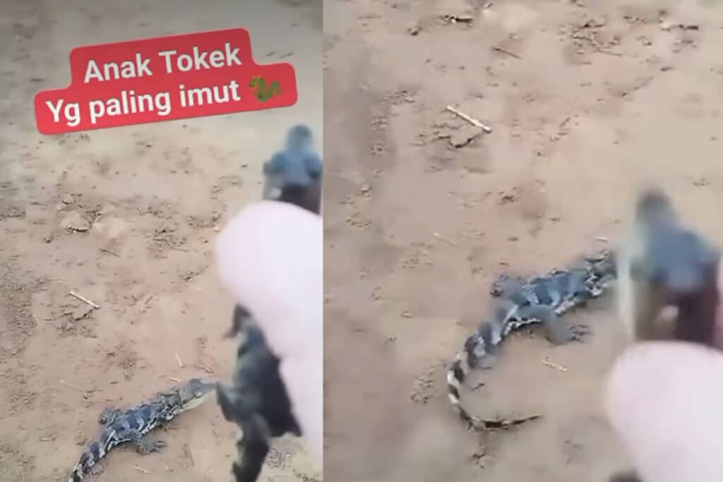 Kocak tapi Ngeri! Dikira Anak Tokek, Ternyata Pria Ini Pegang Hewan Mengerikan Begitu Lihat Induknya