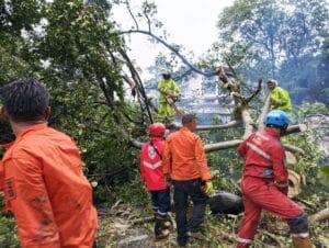 Pohon Besar Tumbang Timpa Kendaraan di Jalan SSA Bogor, Dua Pengendara Motor Terluka