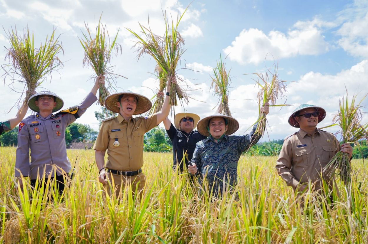 panen raya padi serentak