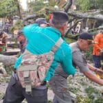 pohon tumbang di garut