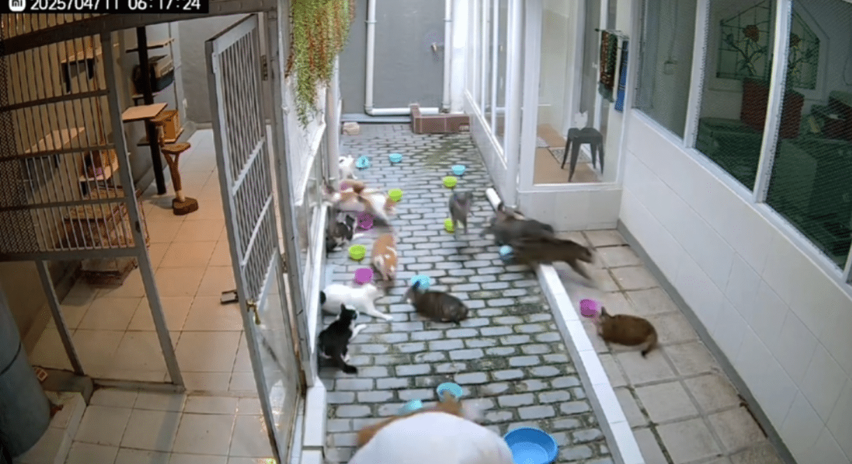 Kucing Berhamburan Diduga Trauma Usai Gempa (tiktok.com/@borahaneul_)