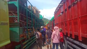 Distribusi Sapi Kurban NTB Diperbarui, Pemerintah Pastikan Pasokan Aman