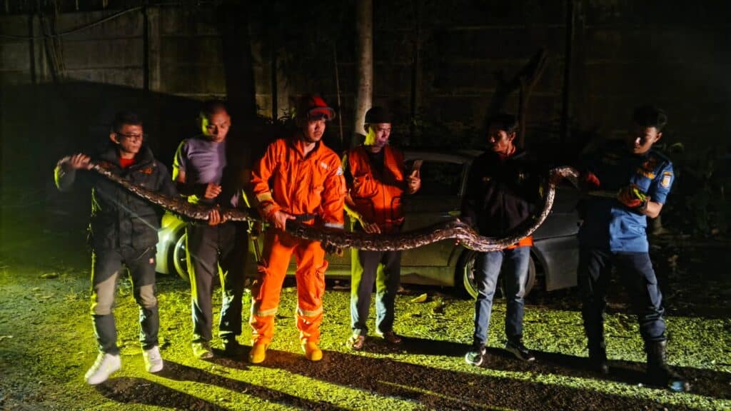 Ular Sanca 4 Meter di Temukan di Setu Tangerang Selatan