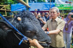Beli Hewan Kurban Tanpa Waswas, Ini Tempat Rekomendasi Wali Kota Bogor