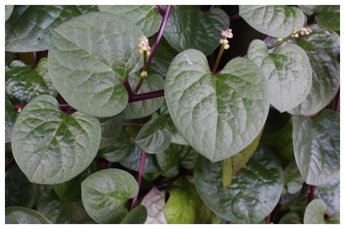 Mengenal Daun Binahong: Manfaat Herbal dan Efek Samping yang Mungkin Terjadi