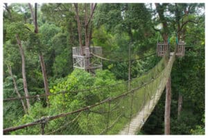 Sensasi Wisata di Atas Pohon: Serunya Menyusuri Kanopi Bukit Bangkirai