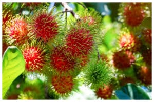 Kaya Nutrisi dan Manfaat, Ini Alasan Kenapa Rambutan Baik untuk Tubuh